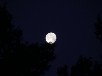 698-astro-07072020-venus-mond